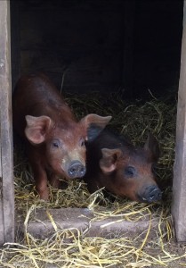 Pigs on Hicks Farm