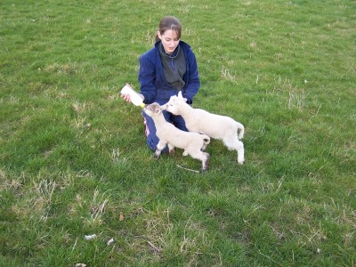 Feeding the Lambs