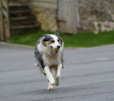 Dog's Welcome too! Playing Catch