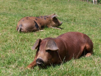 Relaxing Pigs