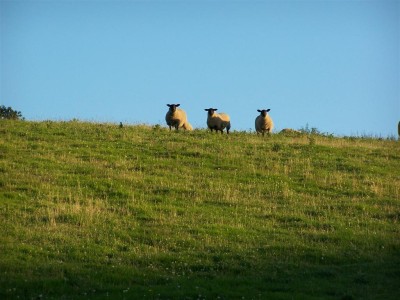 Ewes on the Hill