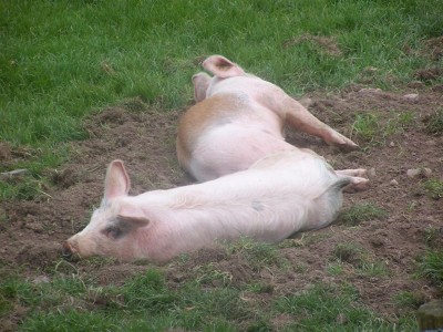Pigs Relaxing