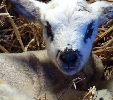 Rosie the lamb! Spring Lamb at Hicks Farm