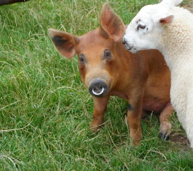 A word in your ear A word in your ear