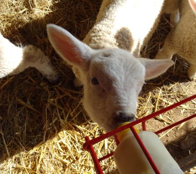 They've called me Laura Bottle feeding lambs