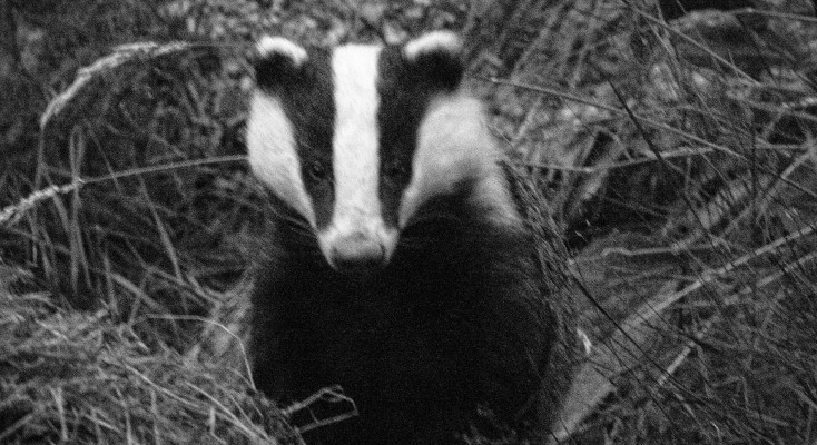 Badgers on Harley's Mountain Badgers on Harley's Mountain