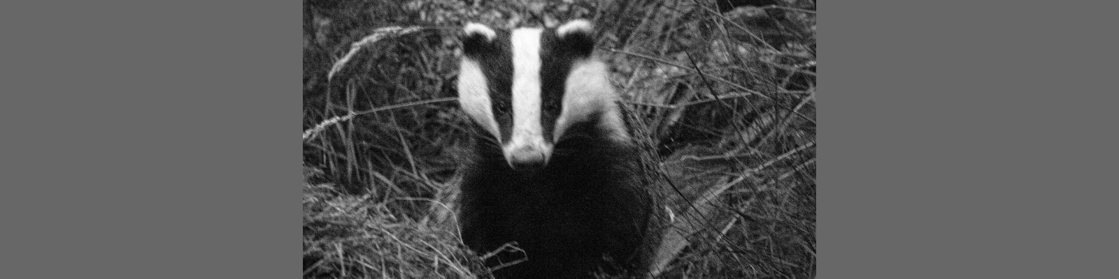 Badgers on Harley's Mountain Badgers on Harley's Mountain