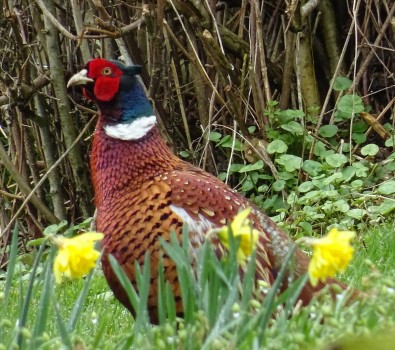 Our resident pheasant! Hicks Farm Country escape